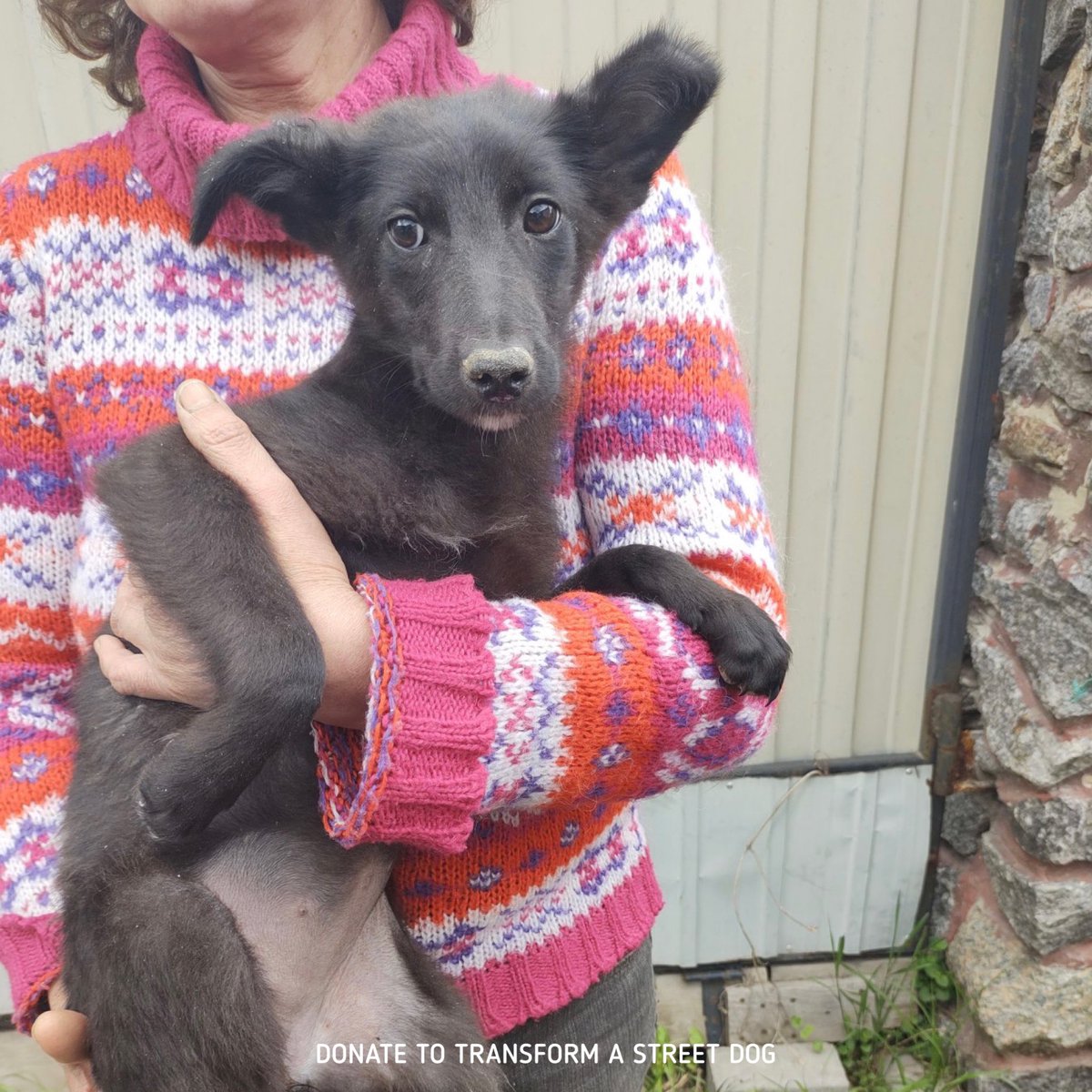TFASDog's tweet photo. Puppies that survived 5 weeks in the previously occupied village of Motyzhyn, are in our kennel in Kyiv, waiting for a forever home ❤️
Donate here⬇️
https://t.co/JbbuCfb0Tm
#HelpUkraine #HelpAnimals #DogRescue #HelpRescueAnimals #DonateUkraine #UkraineWar #UkraineDogs https://t.co/lxLdS3cenX