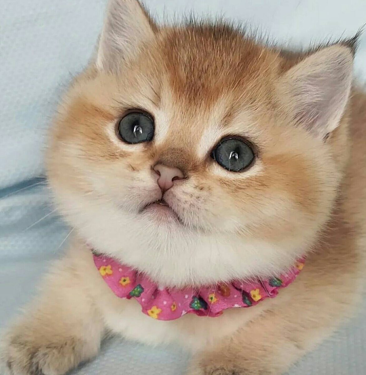 CuteKittyWorld's tweet photo. What an absolute BEAUTY!!! 😍❤

#CatsOfTwitter #kitten https://t.co/e01eTQDYog
