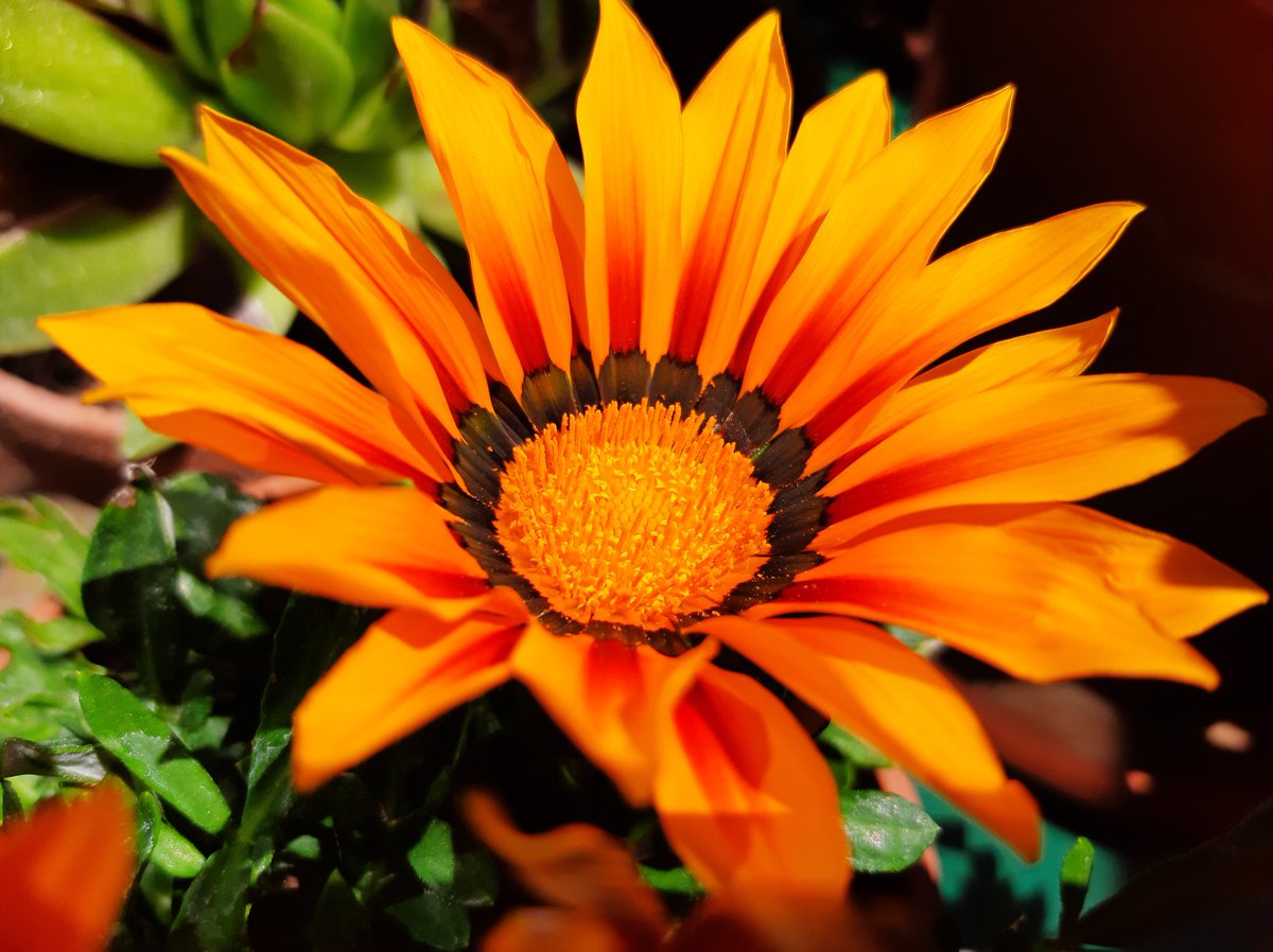 lauralamberti's tweet photo. La natura, intensità del colore come fossero pennellate ad jolio su tela. #Gazania #flowers #sun #colors #simmetry https://t.co/hulvyWU4Kf