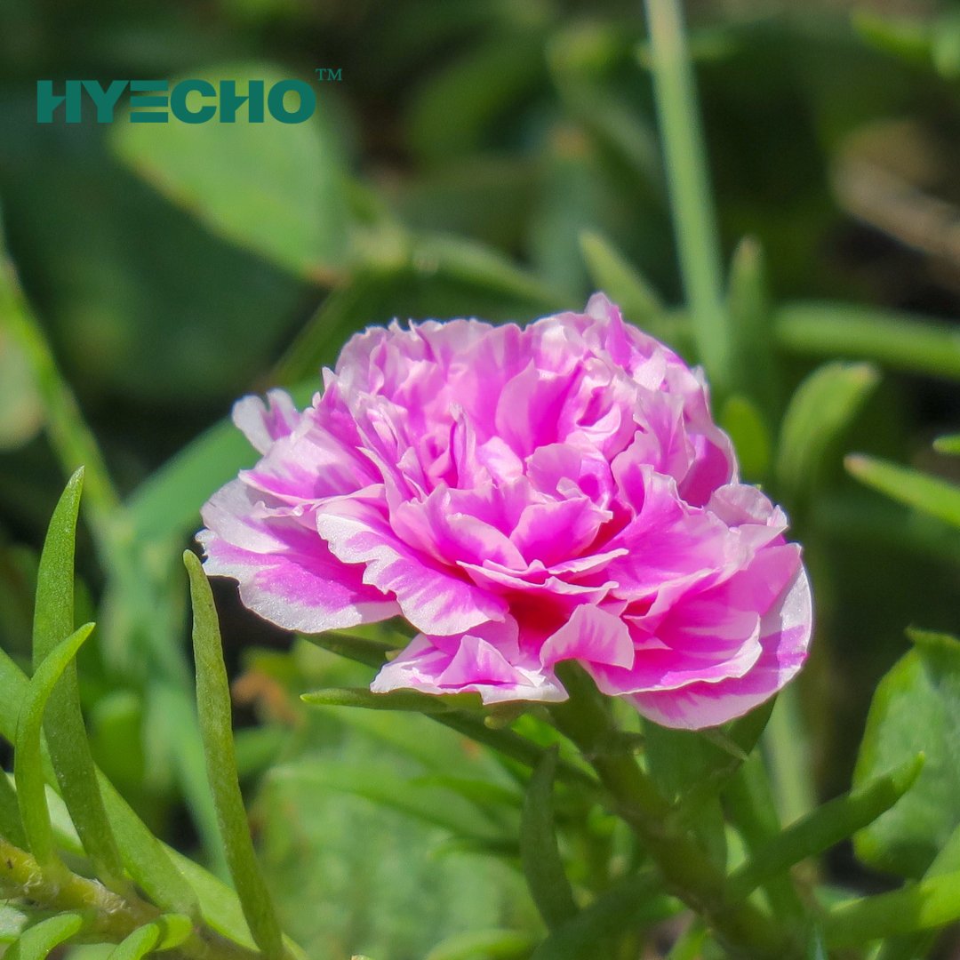 HyechoTools's tweet photo. 🔥HYECHO TOOLS 🔥
👉https://t.co/ouYaKlPbJV👈
#Hyecho #powertools #woodworker #woodworking #hyechotools #GardeningTools #woodworkingfun https://t.co/AKUdfm3Z2O