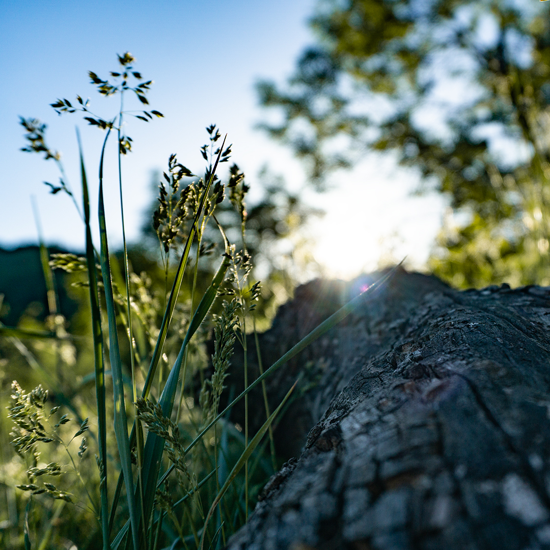 When you wait for something to happen, you get bored and take some pictures. 
Enjoy, thanks and see ya.
#photography #sun #outdoors #tree #grass