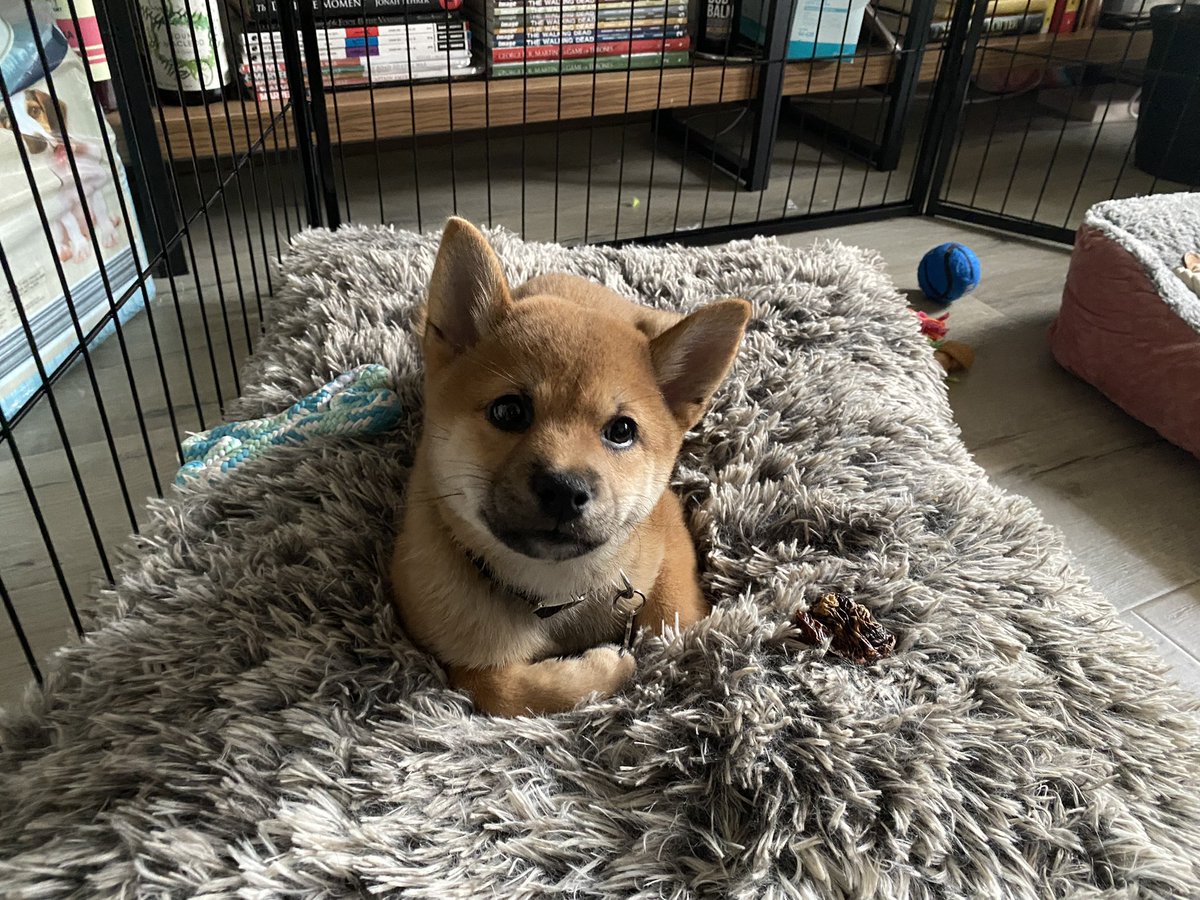 k__trina's tweet photo. 3 weeks of annual leave down; Louise is settling in well, puppy school has started, I’m back to regular Pilates classes, I’m about to finish my second book this leave, I rest when she sleeps but I still feel tired most of the time. #puppymumlife https://t.co/qAIXUccgIo