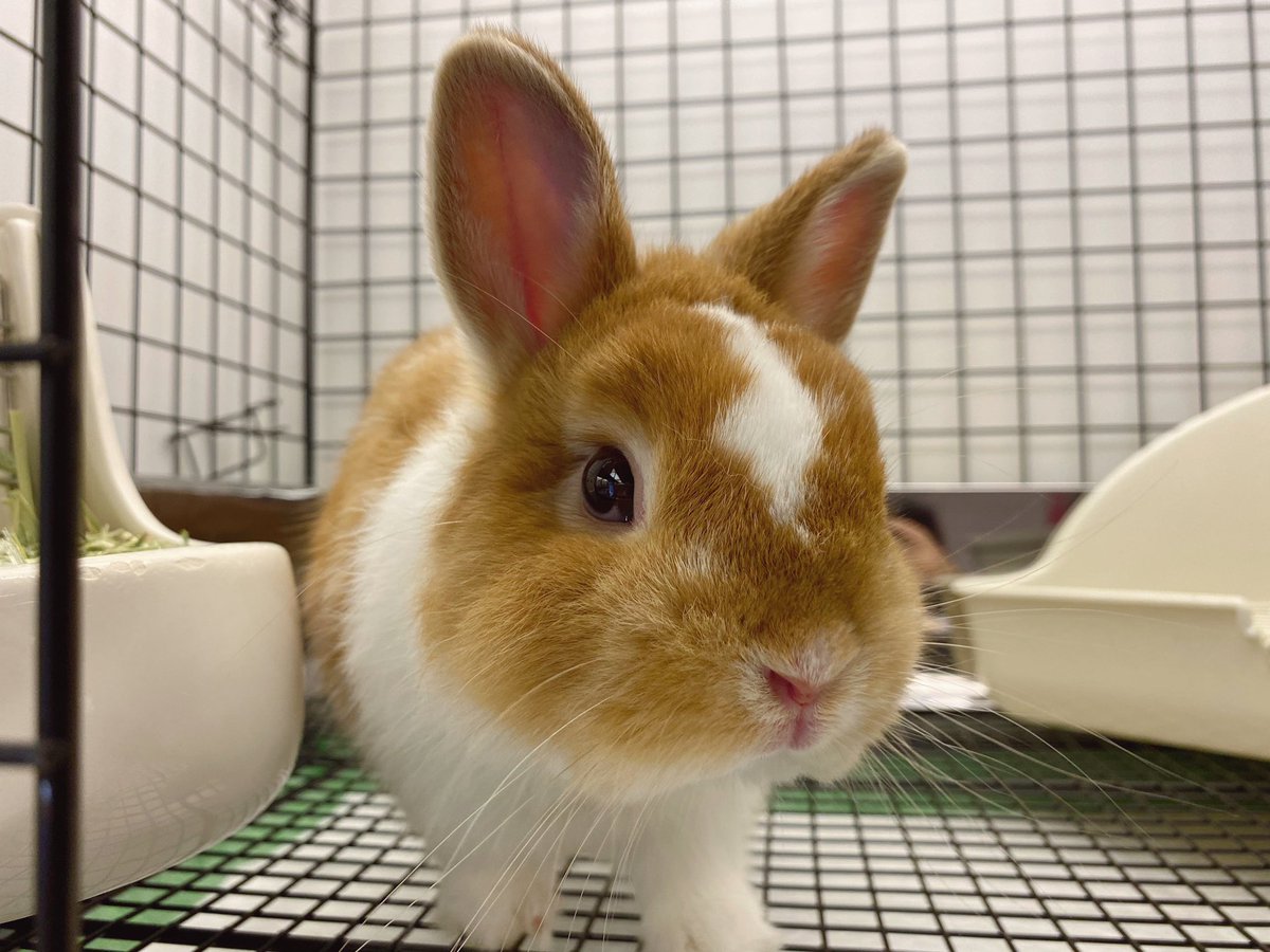sippo_ebisu's tweet photo. 🐰どう？盛れてる？？

#うさぎ　#ネザーランドドワーフ　#ブロークンオレンジ　#イケメン　#イケウサ　#うさぎのしっぽ　#うさぎのしっぽ恵比寿店　#rabbit   #netherlandsdwarf #brokenorange https://t.co/hFO6ewhHBx
