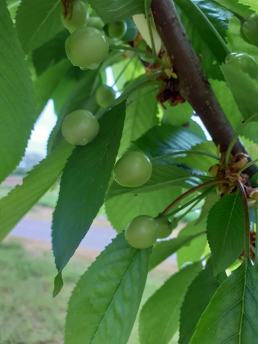 VG_Empresas's tweet photo. 🍒Hau izango da Basaldean gereziak izango ditugun lehen urtea🍒!!
¡¡ 🍒Este será el primer año que tengamos cerezas en #Basaldea🍒!!! https://t.co/VX2OhmIigZ