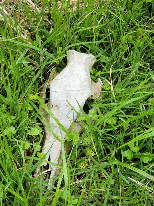 なんかの頭蓋骨見つけた 