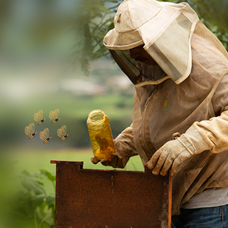 Honey Bee Farming
Framework bee farming as a way to get honey and wax was known in prehistoric times. Read more https://t.co/VvIyZnsWJJ

#savethebees #beefarming #honeybee https://t.co/o6CLFRaoK0