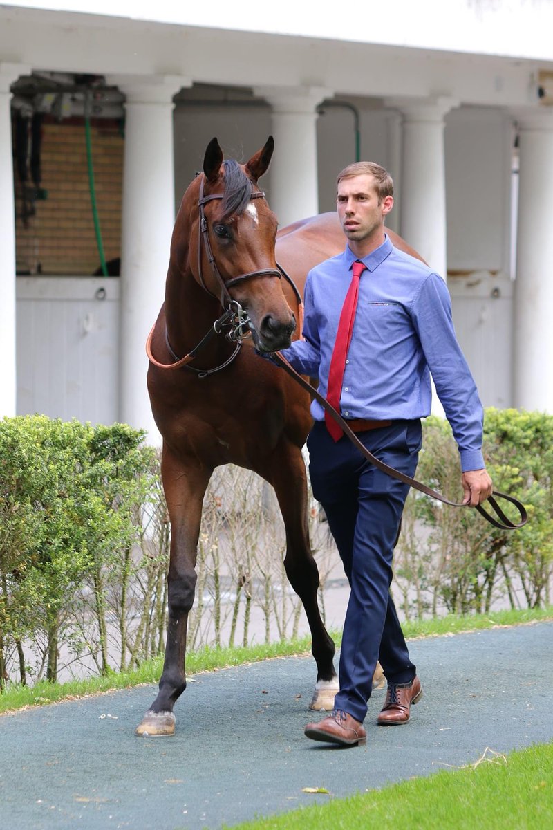 ASM_Bloodstock's tweet photo. Two nice pictures of TIMES SQUARE who offered us a very close 3rd place in the Gr.1 French 1000 Guineas @paris_longchamp yesterday ✨
@teamchferland https://t.co/bPow4Kwsye