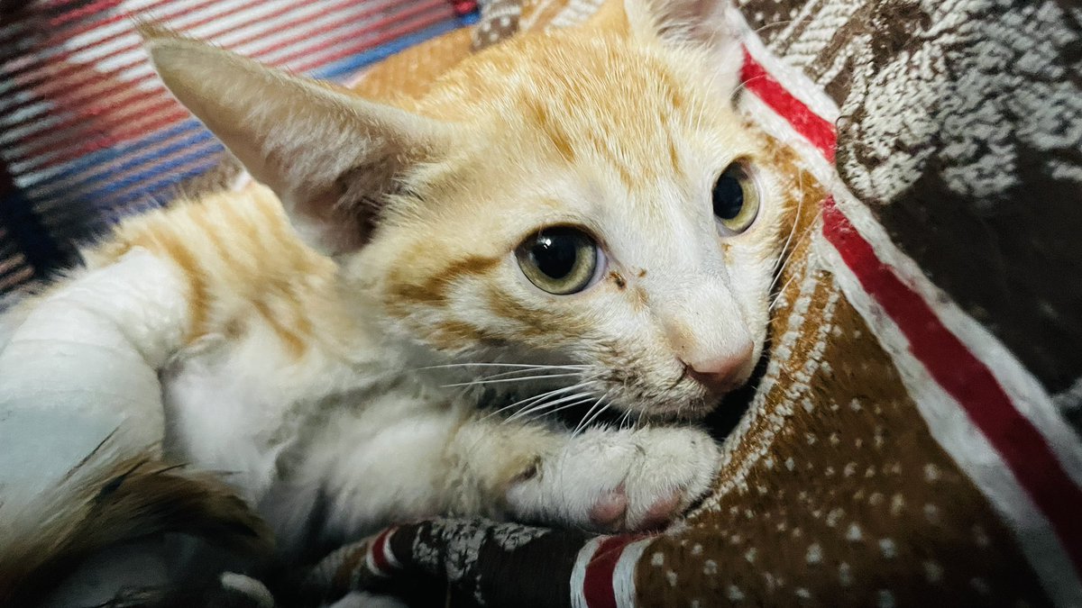 Sundarkaaand's tweet photo. A stray can make your day❤️ https://t.co/f5elWd8zS6