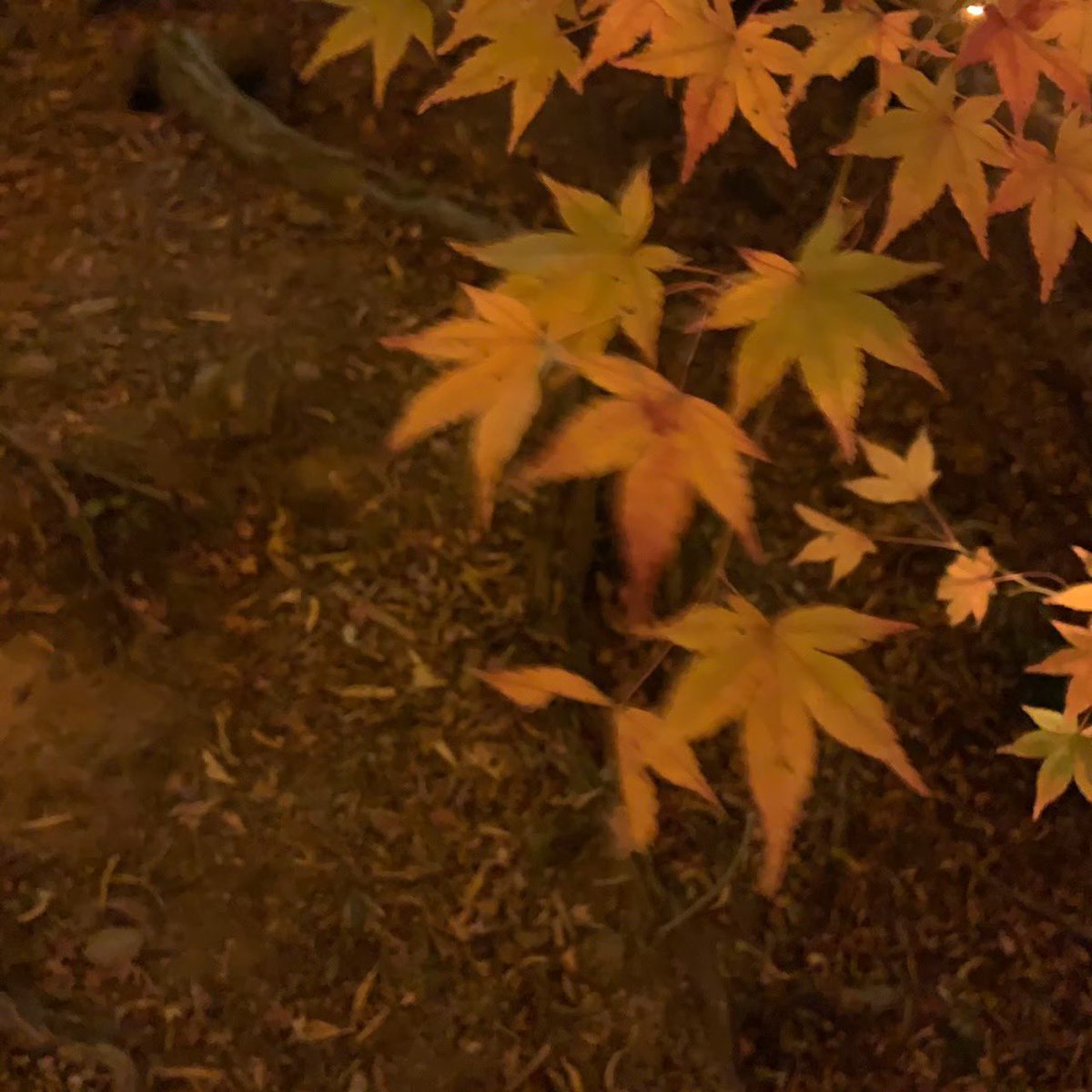 konicune's tweet photo. クリープハイプの
四季って曲が好きです🍃 https://t.co/wMwd9DdAkJ