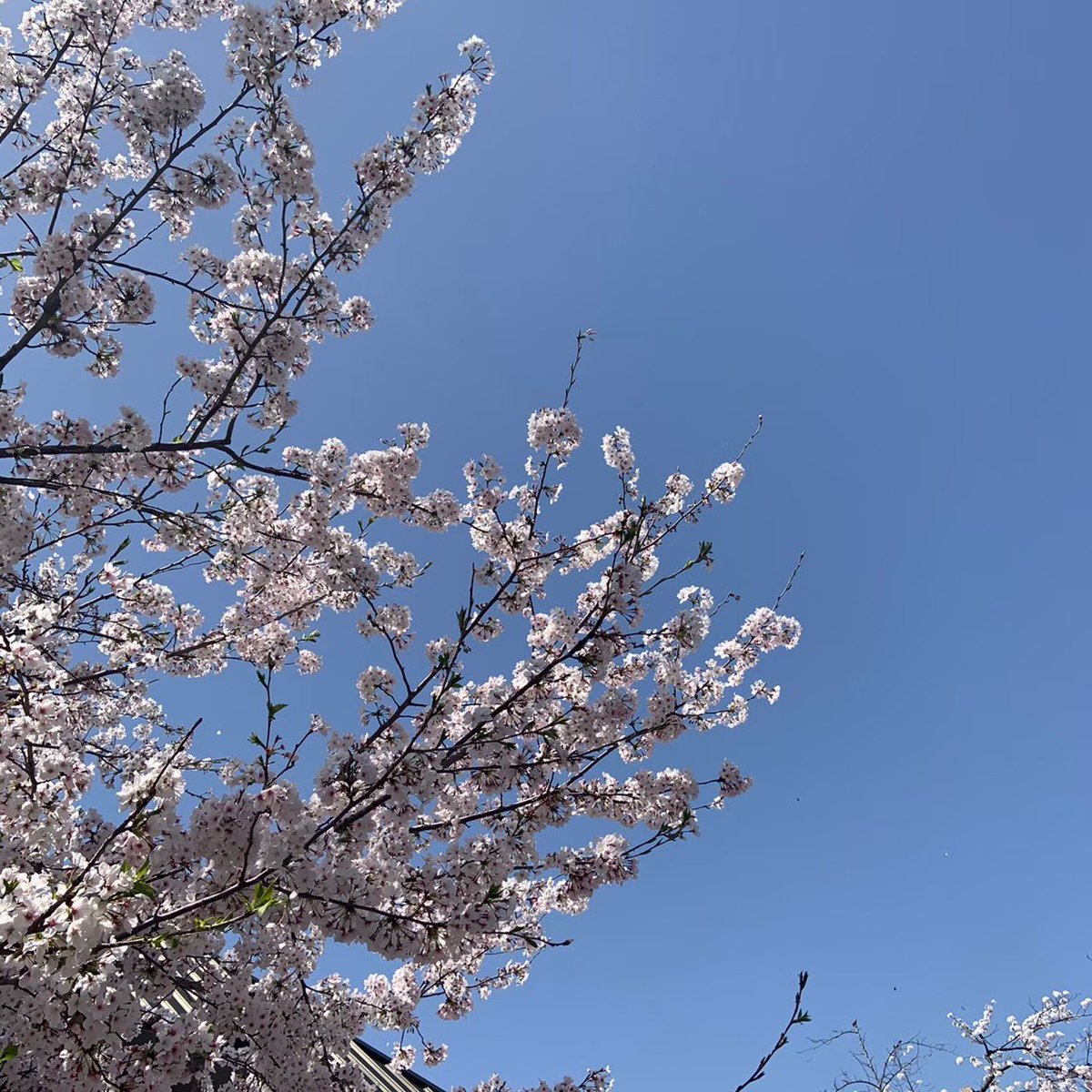 konicune's tweet photo. クリープハイプの
四季って曲が好きです🍃 https://t.co/wMwd9DdAkJ