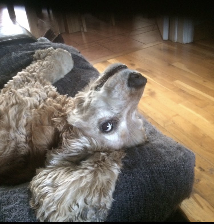 Eileen OS tweet media