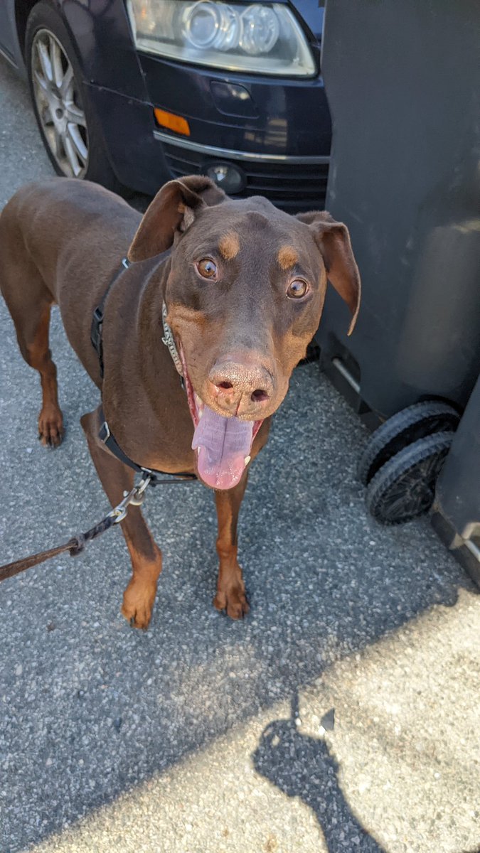 I don't tweet much because I have no idea what the fuck to tweet about half the time. So many thoughts about everything, so little characters. So... Dog once again