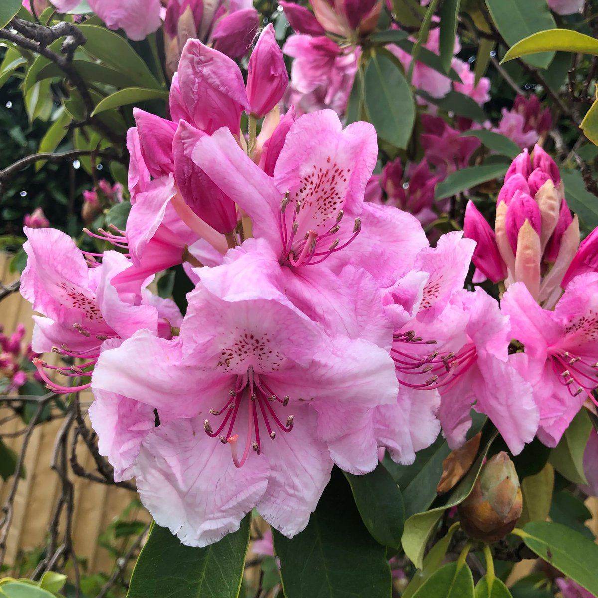 Another plant that brings a flutter of almost-summer excitement is the #Rhododendron. As soon as I spot a rhododendron or #azalea (same plant family), I know the weather is going to warm up! We have the plant-crazy Georgians / Edwardians to thank for the vast number of hybrids.