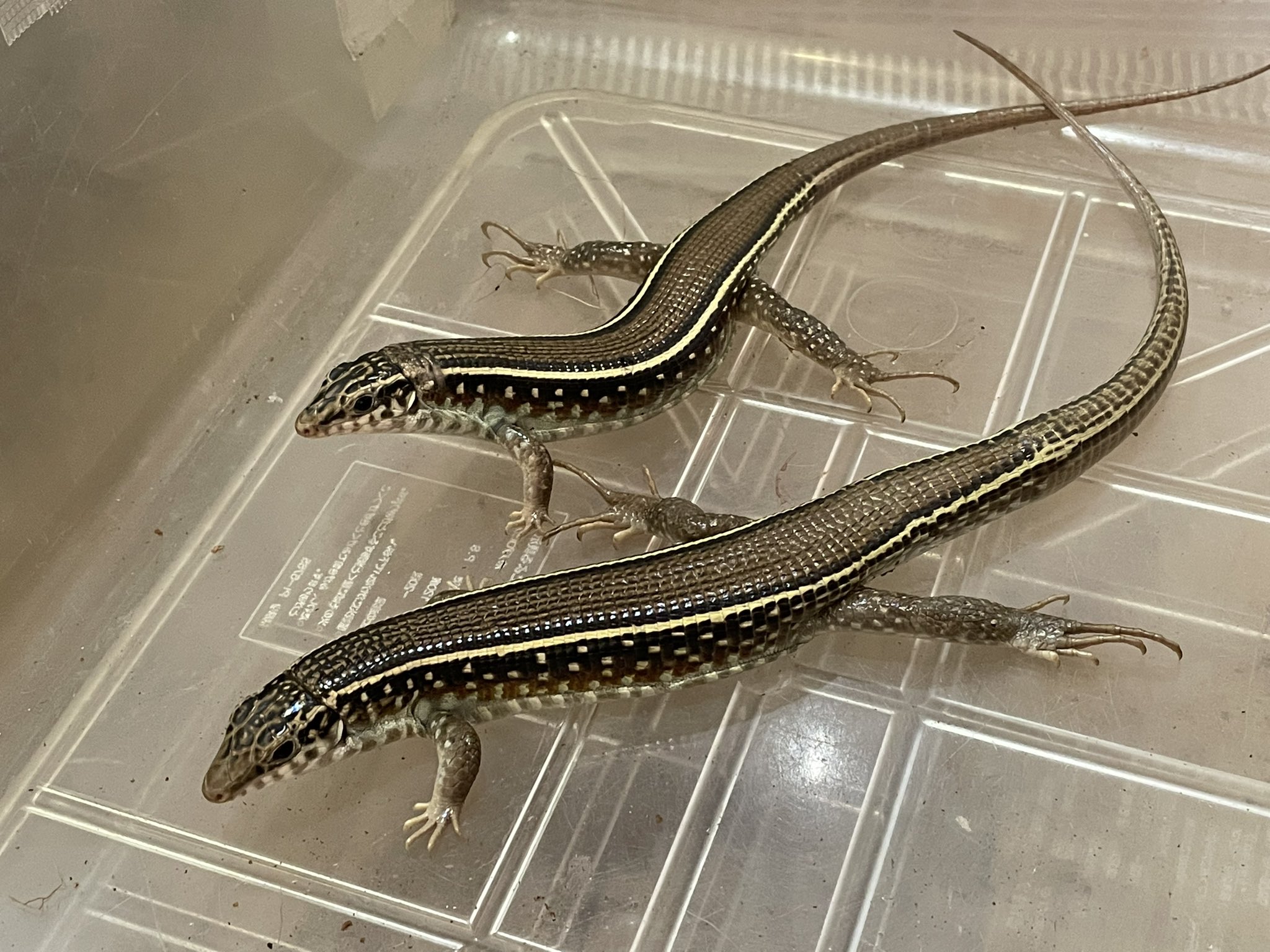 珍しい Quilpie Opals 爬虫類 トカゲのブロンズ像 22こ460 置物