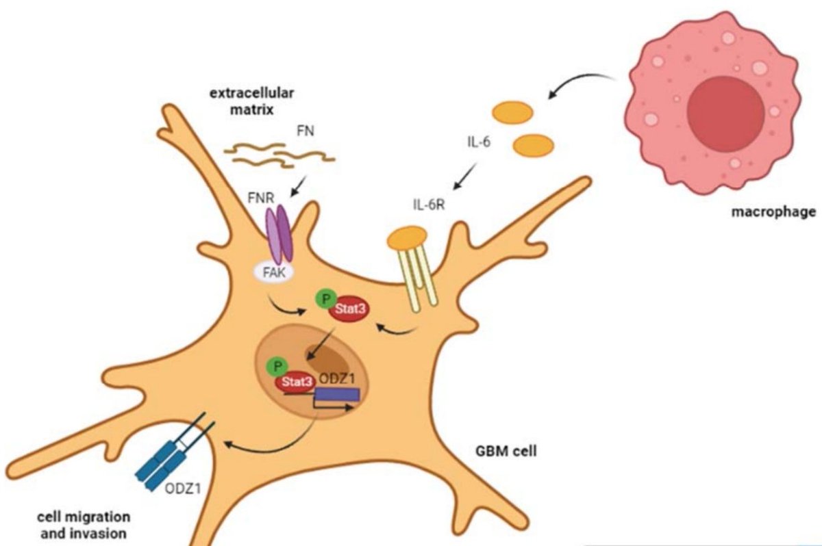 carvelhn's tweet photo. TENM1 (#ODZ1) is an #invasion factor in #Glioblastoma. Here we review the #signaling pathways regulating its expression @Biomed_MDPI.
https://t.co/oi9TJmEZxT
@IDIVALdecilla @HUnivValdecilla @NeuroRaquisHUMV @SociedadSENEC https://t.co/AFIarP5caT