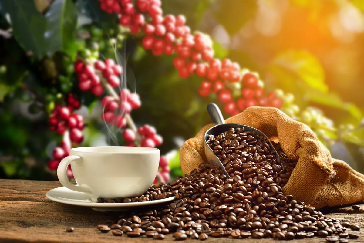 nwca1950's tweet photo. Ever been curious to know why it's #KolaCoffee? 
Our Arabica coffee beans are inter-planted with kola nut crops, and that's why it's #KolaCoffee, your finest coffee!
Don't forget, you can always DM us to get hold of it.

You are welcome, Excellent new week to you all
 #SInce1950 https://t.co/zGLIIFmBaX