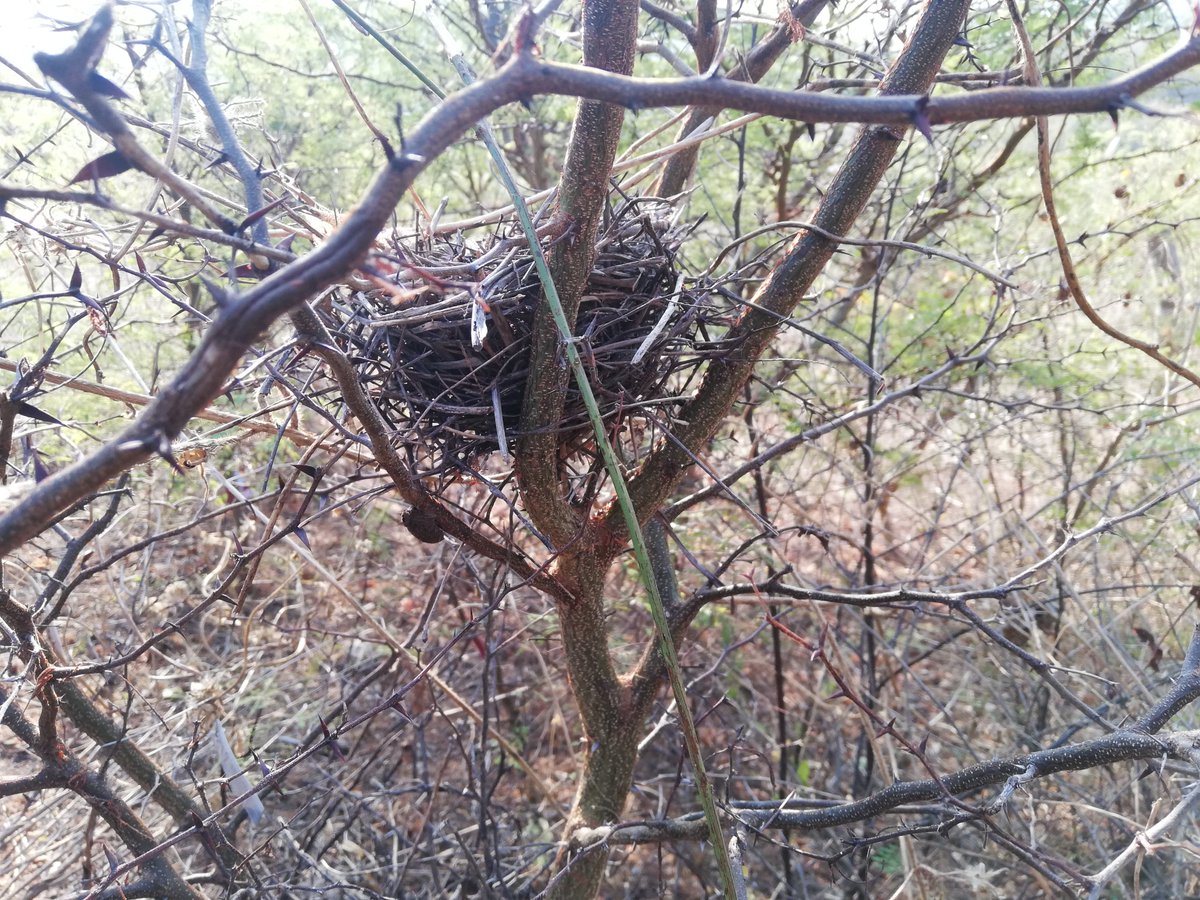 Looks what we have found in our two year old secondary forest in Mexico! We are not only facilitating tree regeneration at our research sites, but also creating a habitat for  animals🦜