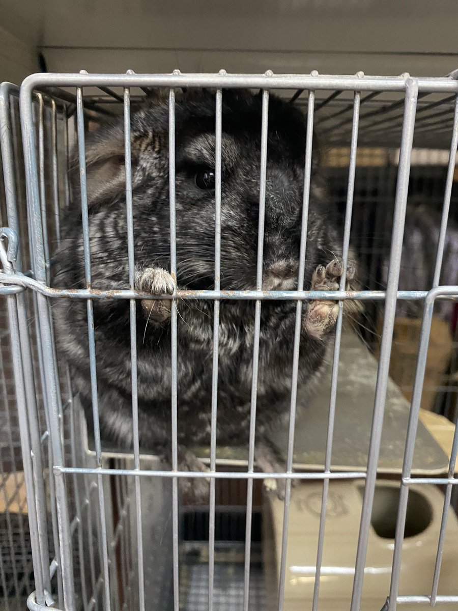 チンチラふわふわでかわいかった… 