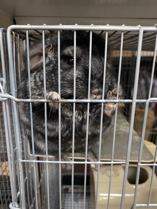 チンチラふわふわでかわいかった… 