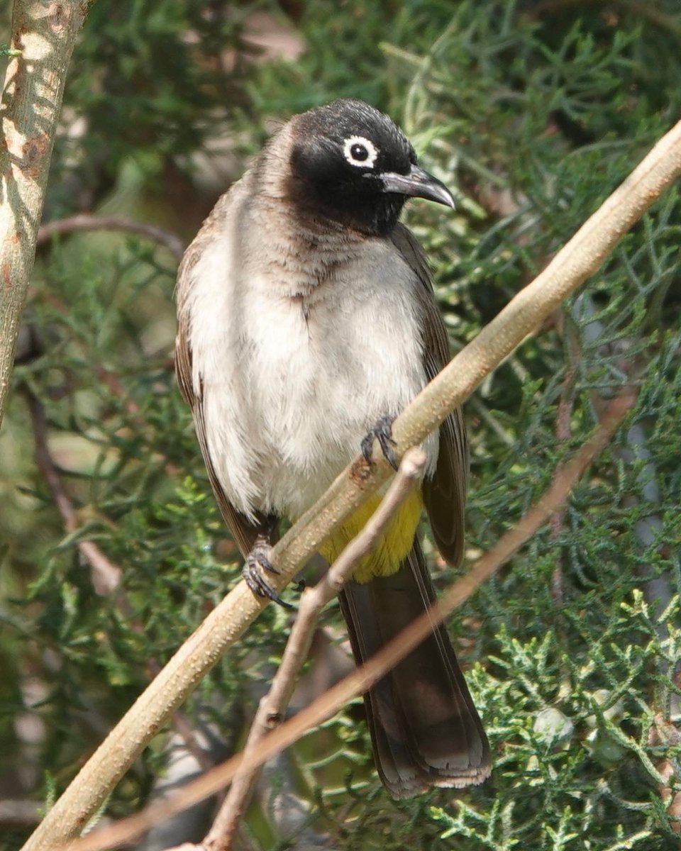 john_adshead's tweet photo. Some photos of the birds seen in Turkey. #BirdsPhotography #wildlifephotography #TwitterNatureCommunity #wildlife #birdsofturkey #birds #kalkan #nature https://t.co/QY49jMivZ2