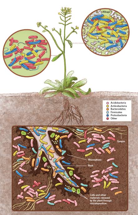 Ishanam2's tweet photo. SOIL MICROBIOLOGY &amp; HEALTH--- we needs to learn how to restore the SOILS &amp; the Earth . By using microorganisms we unlock the fertilizers in the SOIL #savesoil #UNCCDCOP15 @cpsavesoil @SadhguruJV @UNCCD https://t.co/eNQpHJEmoM