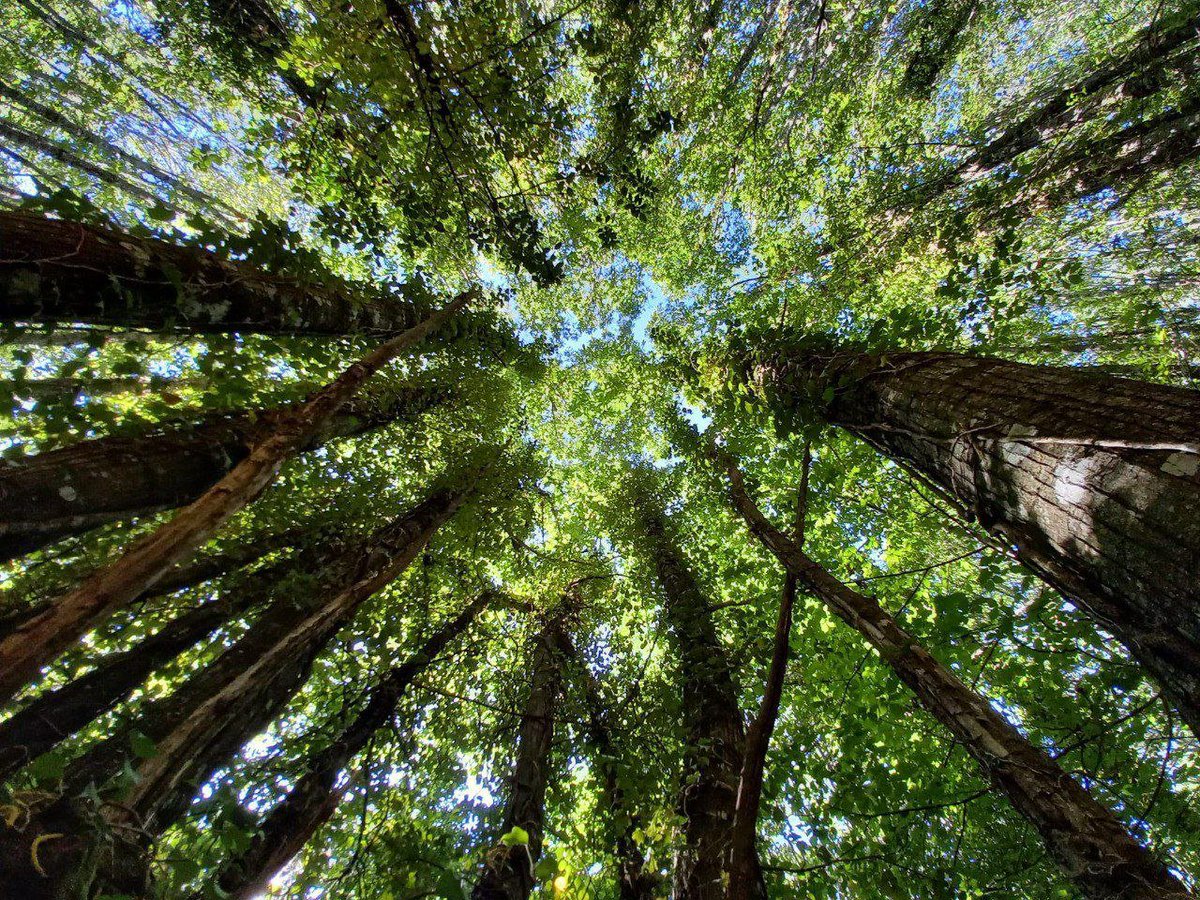 EnVerde nació para participar en el debate sobre el modelo energético  que queremos y necesitamos, por ello, apostamos por la creación de Comunidades energéticas.
Te lo contamos todo en una nueva entrada del blog de nuestra web: energiaenverde.com/comunidades-en…