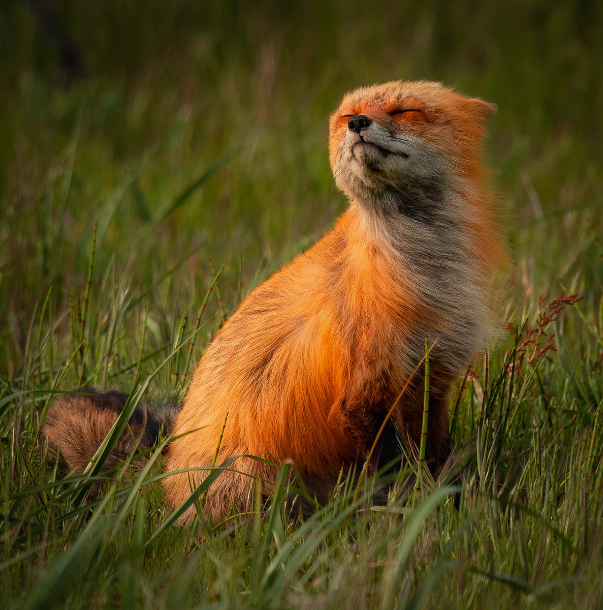 gm feeling almost as good as this fox today