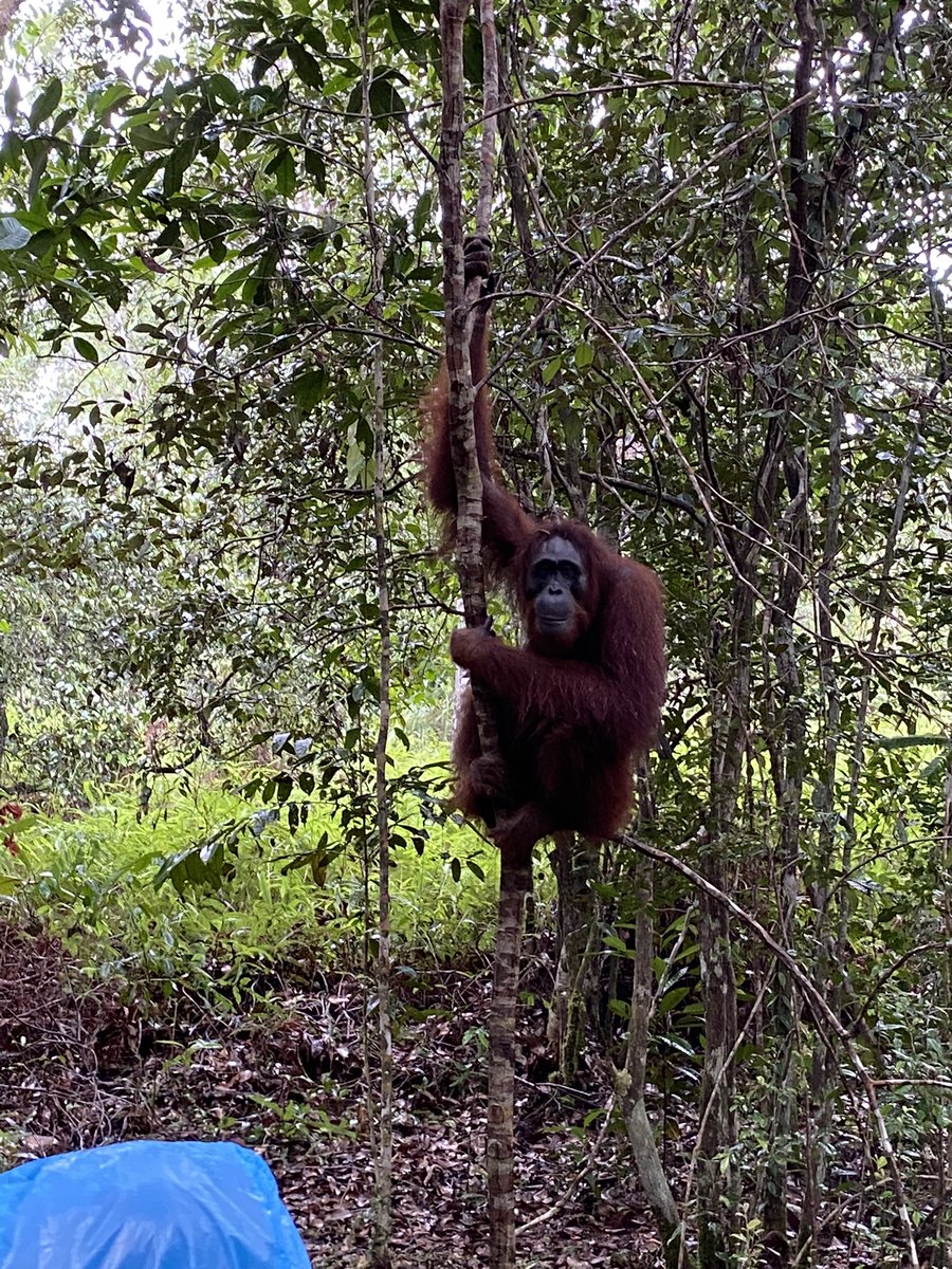 cembahasa's tweet photo. オランウータン��間近で見に、カリマンタン島へ。木造船で国立公園を巡り、夜はジャングルのど真ん中で船内に宿泊。綺麗な星空や大自然に巡り合えるツアーでした。
#TanjungPuting https://t.co/nKZyEY21le