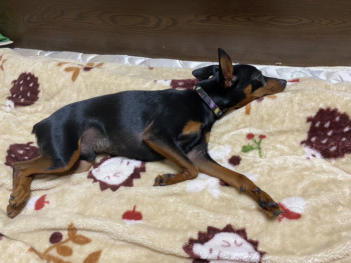 KING_1529's tweet photo. #犬/#ミニピン/休憩中…. https://t.co/2J8fWgzzgy