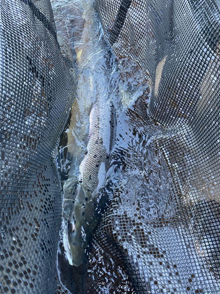 Olle Calles tweet media