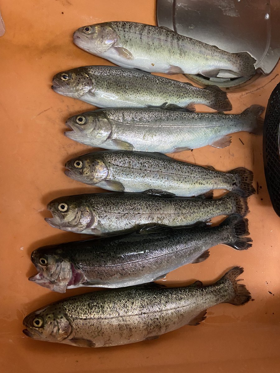 Turizuki0218's tweet photo. 昨日近所の川で放流があったので今日の午前だけ勝負！
ニジマス7匹とイワナ1匹が釣れました。美味しくいただきましたとさ https://t.co/ld5uNxvnlB