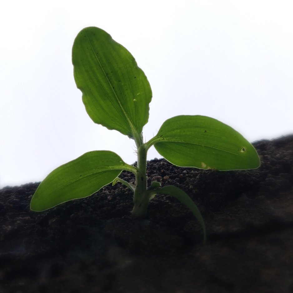 sathish2188's tweet photo. #sathish2188 #newbeginnings #newlife #Camera #clitlicking #mobilephotography #mobilephotography #click https://t.co/ZTbHMkpg47