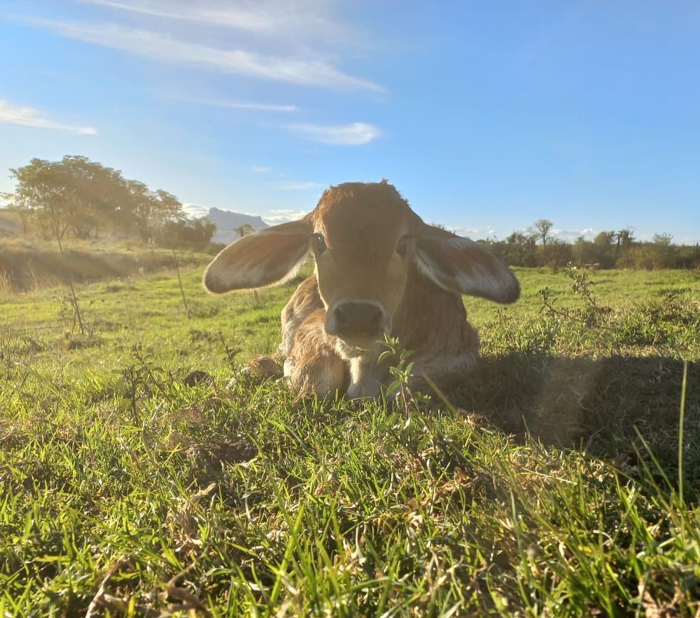 MG Jacobsz Farming welcomed a new Brahman calf to their herd. With #Molatek this little one will soon be stealthy! Have you welcomed a new animal to your herd recently? Show them off in the comment section.