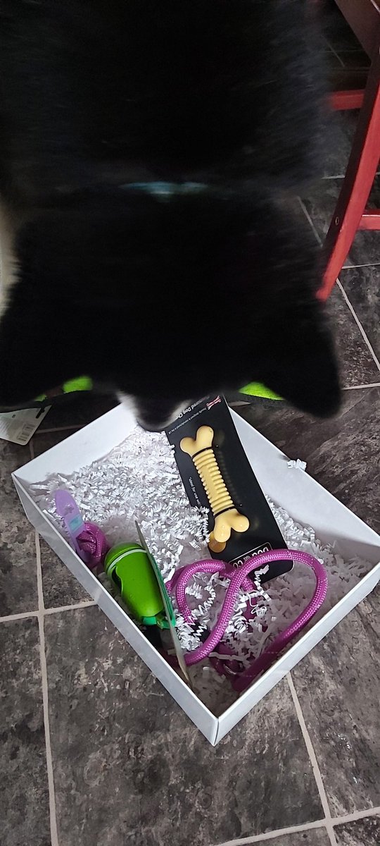 Mothership76's tweet photo. So was my pups 9th #birthday yesterday and @coopukinsurance sent a #DogHamper so here is a pic of Tikanni having a mooch through it for what he wanted to play with #ItsWhatWeDo #CoopInsurancePets https://t.co/tBvk2LxUcW