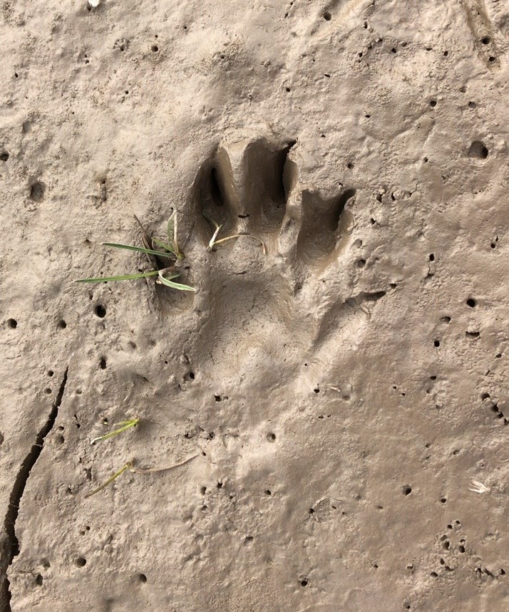 ArcusConsultant's tweet photo. Otters have five toes and webbed feet, but finding a complete print can be hard unless on very soft sediment. Our #Ecologists recently found this good example of a print when carrying out a survey. Find out more about our #ecology surveys here https://t.co/Dem0T9yMnw https://t.co/X2Fm06CnvH
