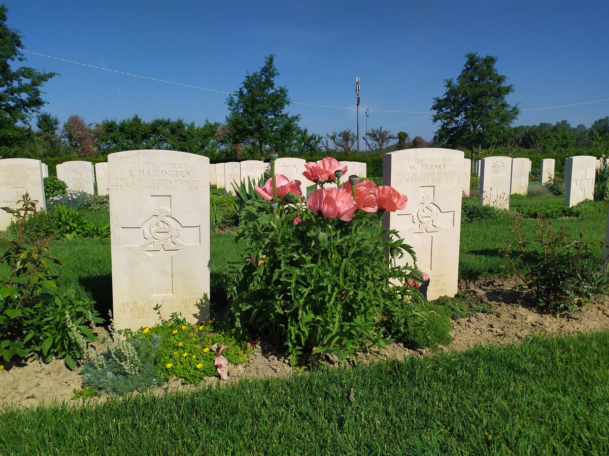 Nord_albert's tweet photo. Plucked oriental poppy in full Bloom at Faenza war cemetery @CWGC https://t.co/nSe6galPCo