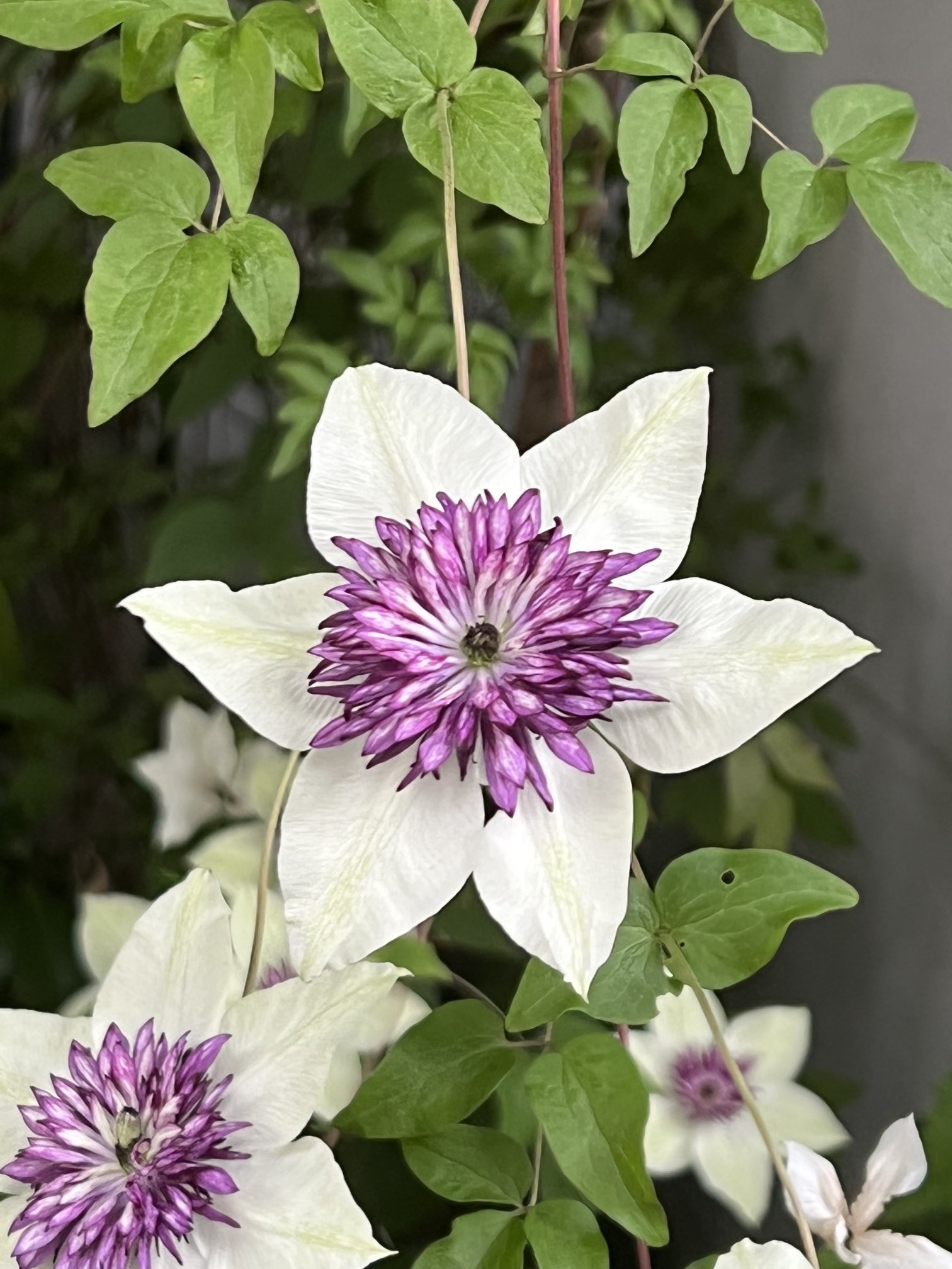 石津ちひろ 今朝の散歩 きりりとした姿のテッセン 鉄仙 に 今年初めて出会う 花言葉 甘い束縛 高潔 植物 テッセン T Co Bnpxkqtvii Twitter