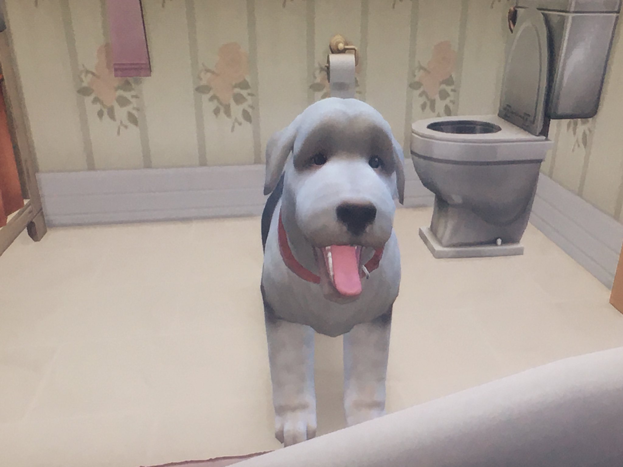 バグラバパイ Gbcpexhbchbog5i Twitter