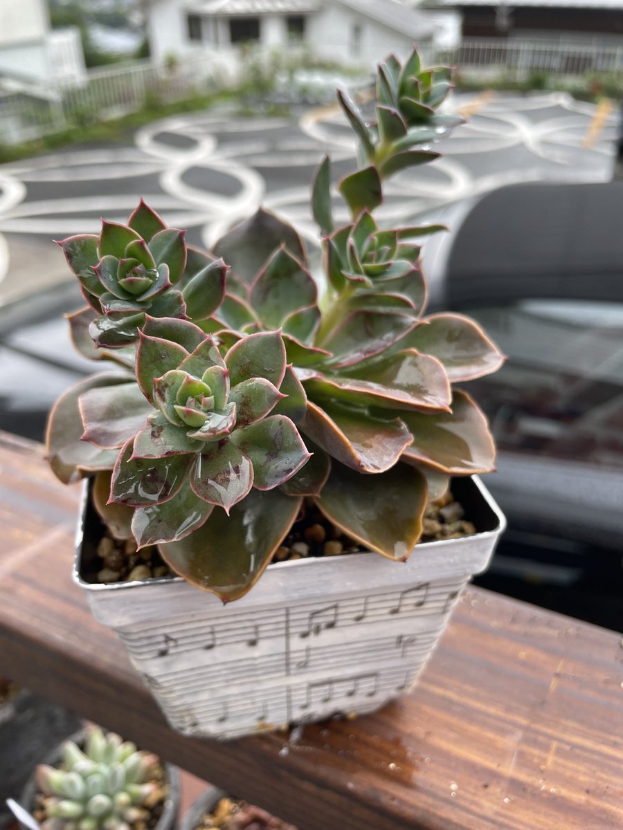 curiouschiyoko's tweet photo. こうなったんですね。
＃多肉植物 https://t.co/97aNVyIZsM