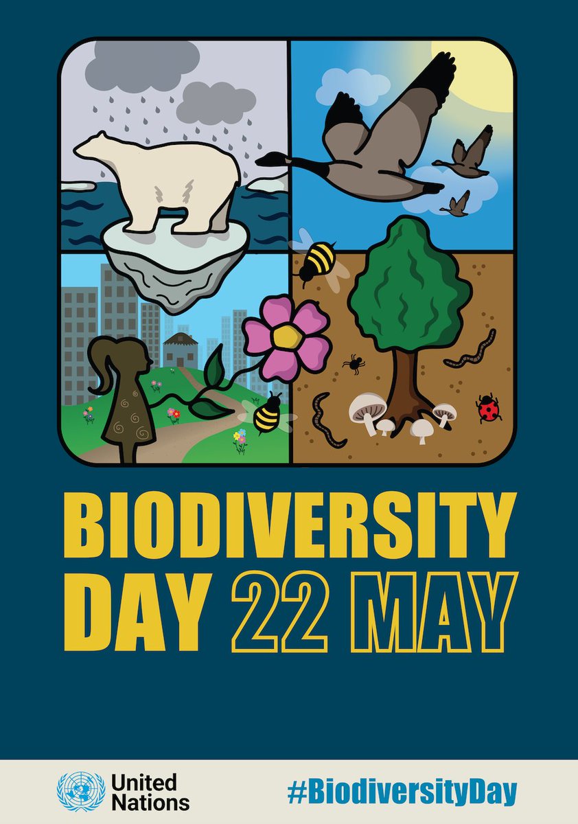 BHI_GLOBAL's tweet image. Nearing the World #BiodiversityDay 2022,
We must note that;

📌 Exploring connections among #nature, #biodiversity, ecosystem services, and #HumanHealth can help us to create and increase opportunities to enhance  biodiversity #conservation 

its not just a puzzle, We are linked.