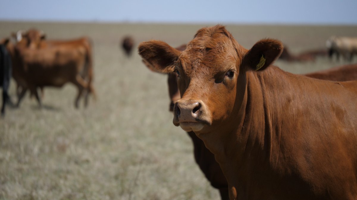 Problems may occur when there is a shortage of palatable grazing material as livestock may be unwilling to consume this. During this time, it is necessary to provide molasses based supplements to increase feed intake and energy production. #Molatek