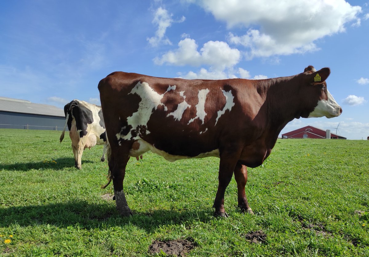 ProcrossCows's tweet image. We start this week with a picture of a G2 #ProCROSS coming from Nørregaard Procross in Denmark 🇩🇰
This daughter of  VR Fanof P (VR Fanof P / Hummer (Montbeliarde) / Holstein) produced 35.3 kg of milk at 4,2 Fat%/ 3,56 Protein% over 100 days🥛
📸Jacqueline Bosma-Jongschaap👏👏