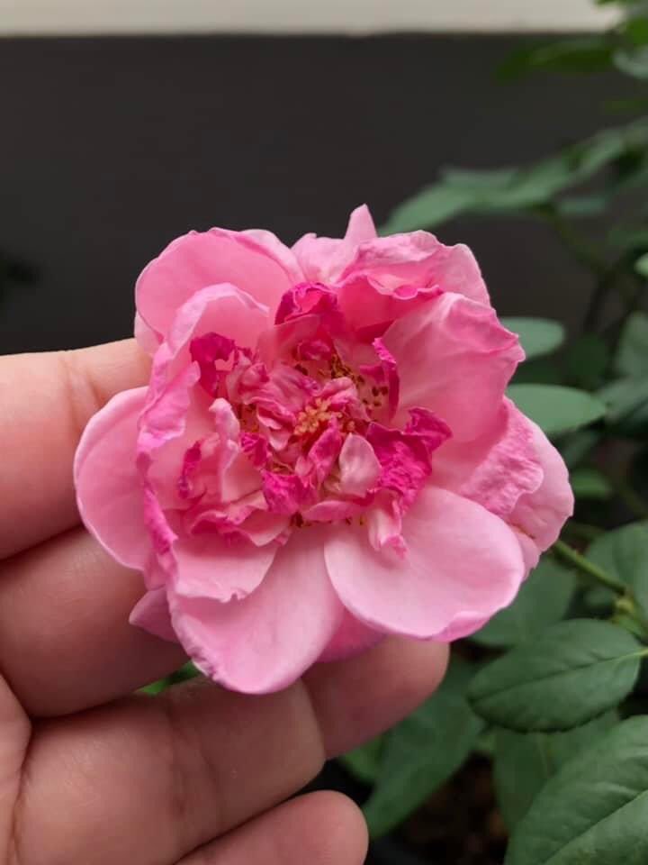 Pornsuri's tweet photo. พาเด็กๆ ที่ระเบียง มาเซย์ "Hello 😘" >>> พี่รักเด็กๆทุกต้นนะะะ 😃😃😃 #noneedfilter (2) https://t.co/0tIBKjTiix