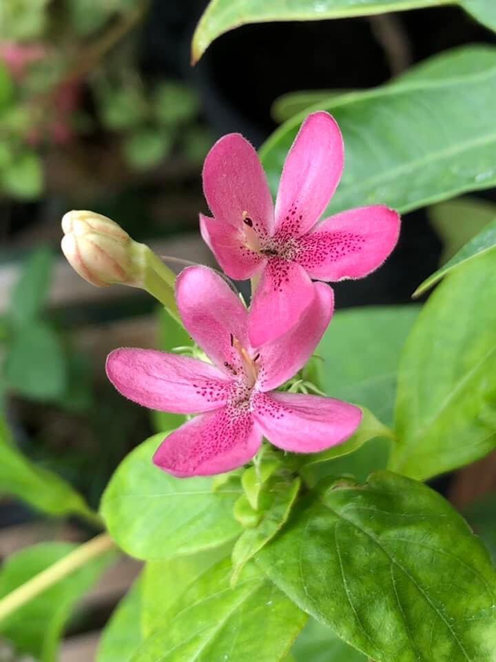 Pornsuri's tweet photo. พาเด็กๆ ที่ระเบียง มาเซย์ "Hello 😘" >>> พี่รักเด็กๆทุกต้นนะะะ 😃😃😃 #noneedfilter (2) https://t.co/0tIBKjTiix