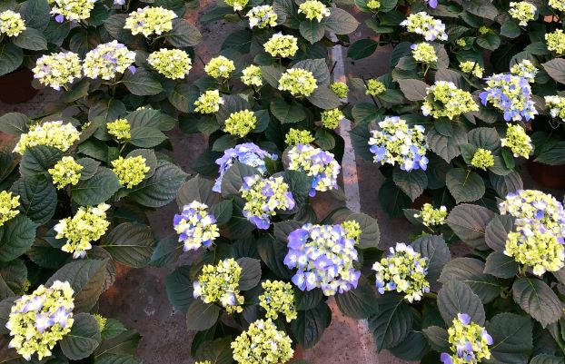 Vrijstelling voor groeiremmer ALAR 85 in onbedekte pot- en containerteelt. Lees meer: upl-ltd.com/nl/news-detail…