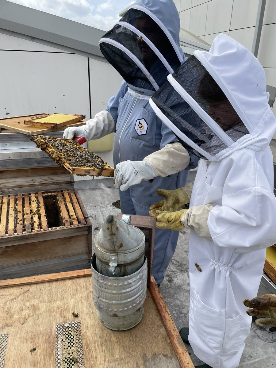 norbridge_bees tweet media