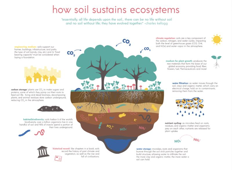 IPBES's tweet photo. Soil is fundamental to life on Earth 🌿🌦️

If you eat food, if you wear clothes, if you take medicines, if you drink water, you depend on the soil.

📷@the_Soil_Life #SaveSoil via https://t.co/b72c8iVxGI https://t.co/neDq7EYcqt