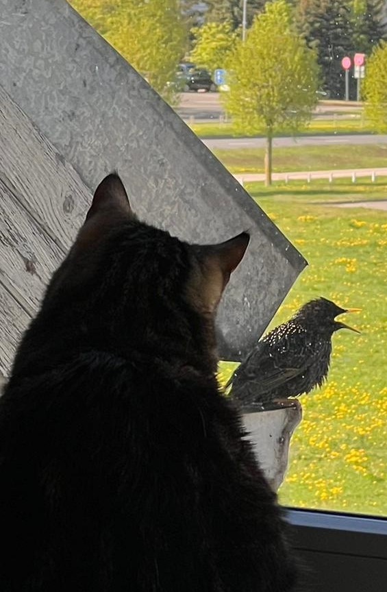 IvarsForands's tweet photo. Aiko un strazds - merīga līdzāspastāvēšana, ja ir novilktas robežas. #cats #birds #catsoftwitter #kaķis #strazds https://t.co/vcTCAPb2mA