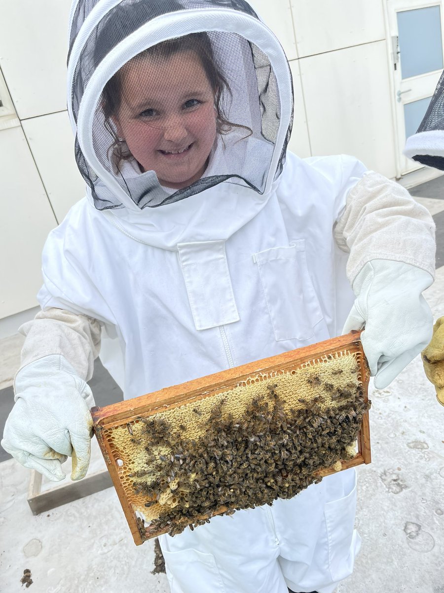 norbridge_bees tweet media