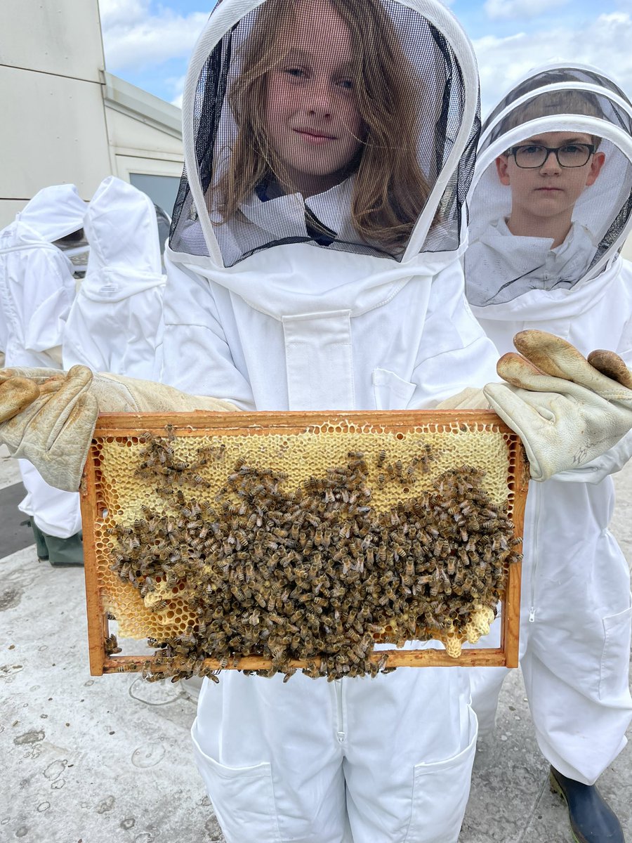 norbridge_bees tweet media